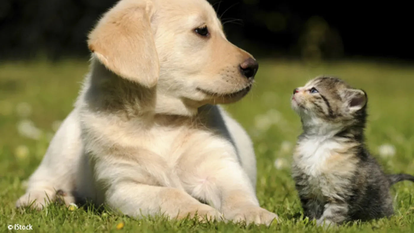 Tout pour le Confort et le Bien-être de Vos Animaux !