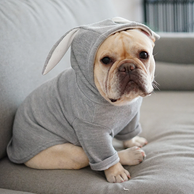 Vêtements pour Chien – Mode Printemps & Automne