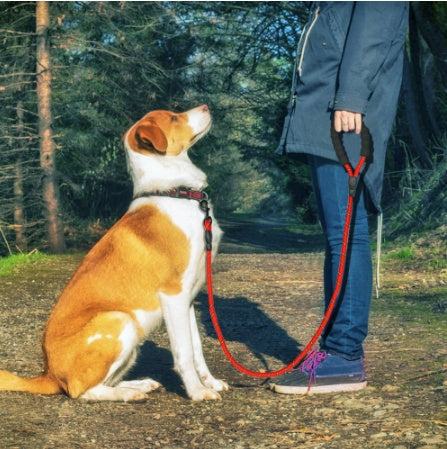 Laisse Réfléchissante en Nylon – Sécurité & Confort pour Chiens
